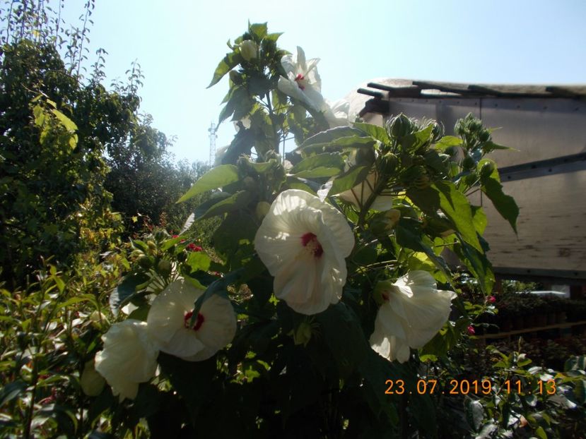  - ARBUSTI ORNAMENTALI DE GRADINA-2018-2020-2021-2022
