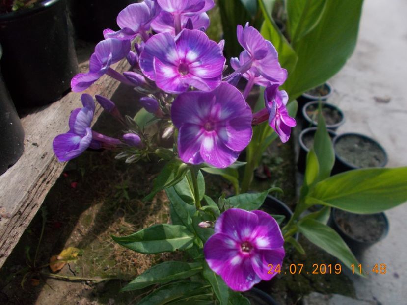  - Flori de gradina-2016-2017-2018-2019-2022