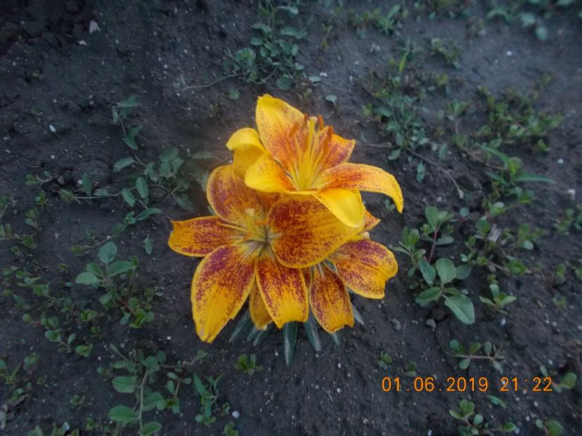  - Flori de gradina-2016-2017-2018-2019-2022