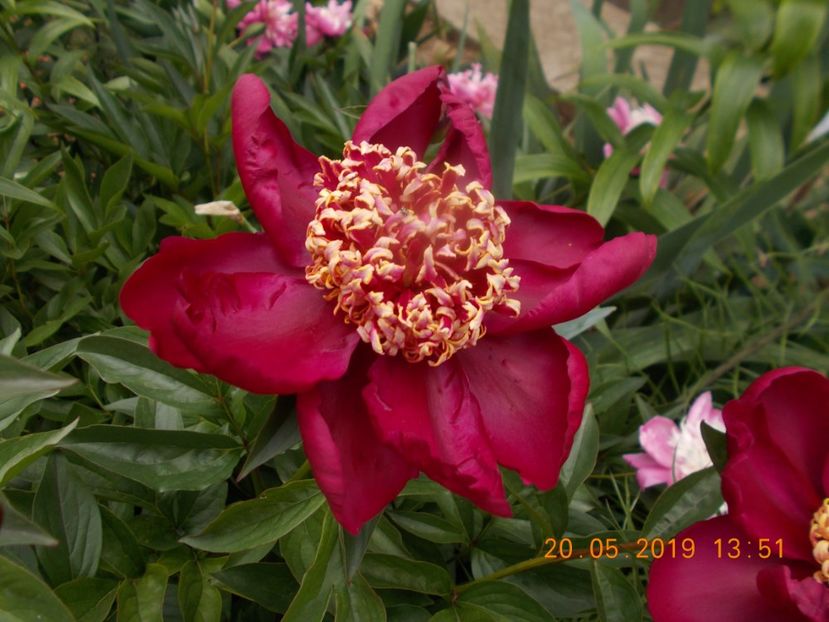  - Flori de gradina-2016-2017-2018-2019-2022