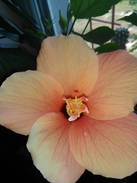  - Hibiscus 2015-2024
