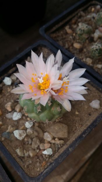  - cactusi 2019