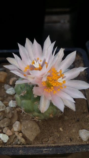  - cactusi 2019