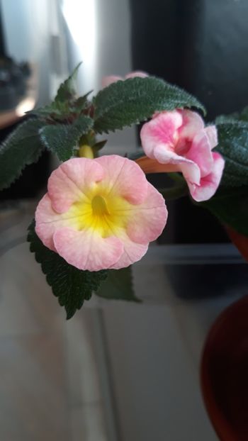  - R19 - Blueberry Lemon - renuntat