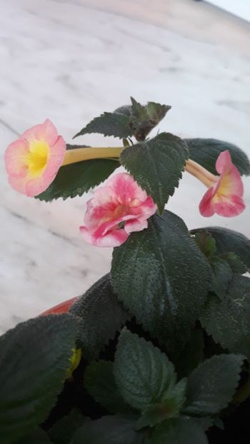  - R19 - Blueberry Lemon - renuntat