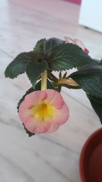  - R19 - Blueberry Lemon - renuntat