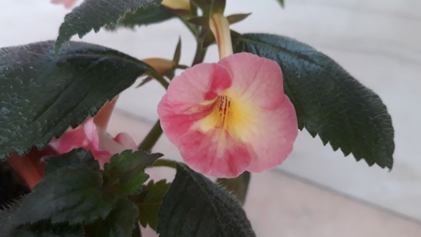  - R19 - Blueberry Lemon - renuntat