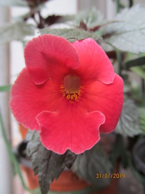 BriD's Cera - ACHIMENES 2020 - VANZARI HIBRIZI