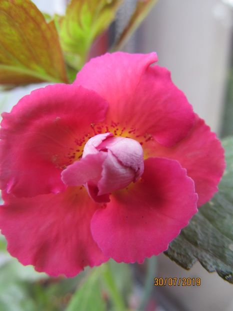 Aurika Aschroft - ACHIMENES 2020 - VANZARI HIBRIZI