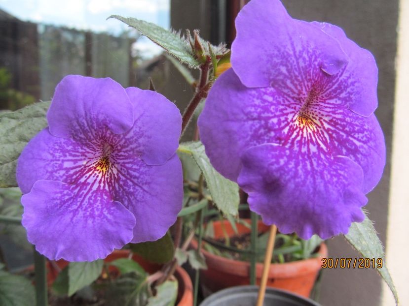 Serge's Joy - ACHIMENES 2020 - VANZARI HIBRIZI