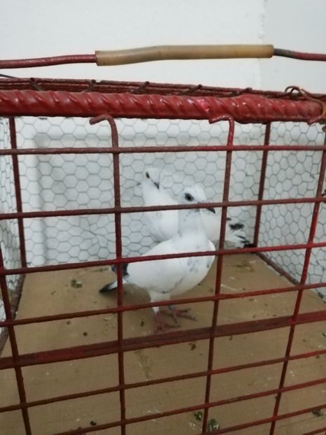  - Asemănări și deosebiri