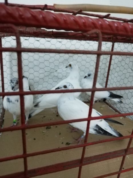  - Asemănări și deosebiri