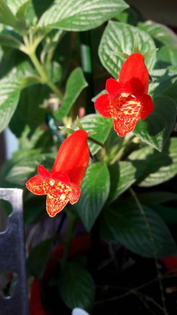 2019 - Seemannia Evita