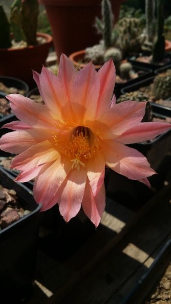  - cactusi 2019