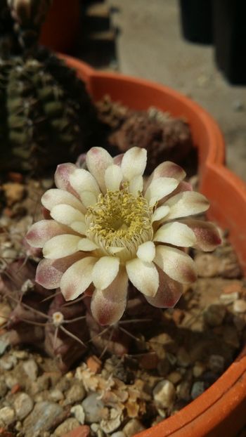  - cactusi 2019