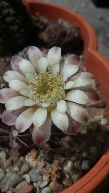  - cactusi 2019