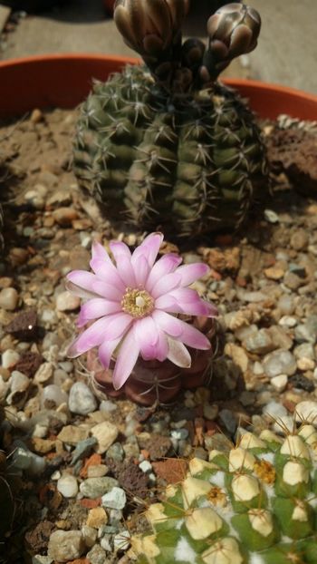  - cactusi 2019