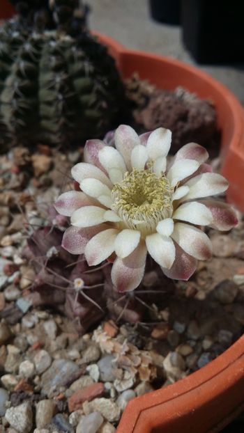  - cactusi 2019