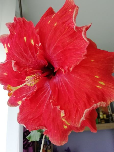  - TIHY X CLASSICAL DANCER