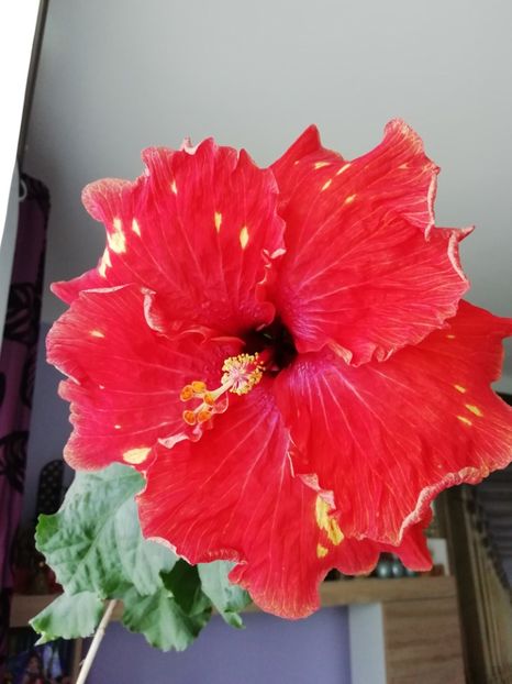  - TIHY X CLASSICAL DANCER