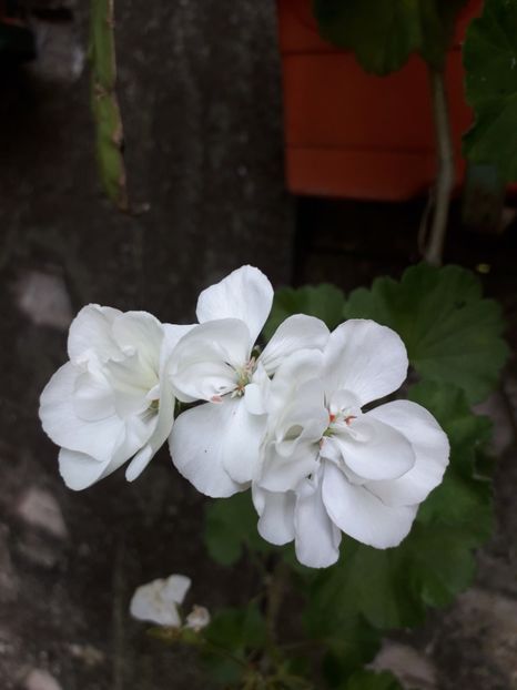  - 2019 -02 - vara