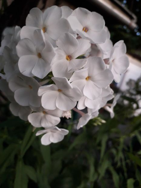  - 2019 -02 - vara