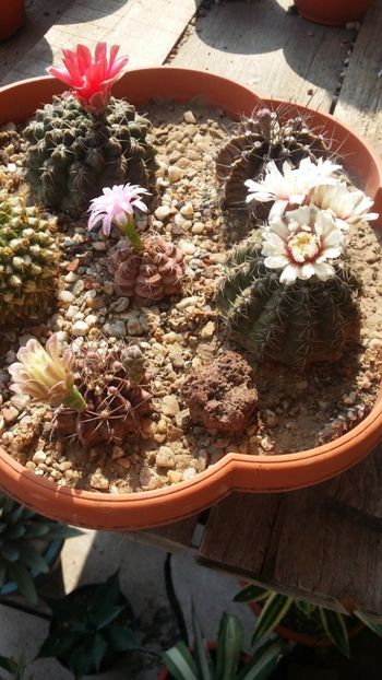  - cactusi 2019