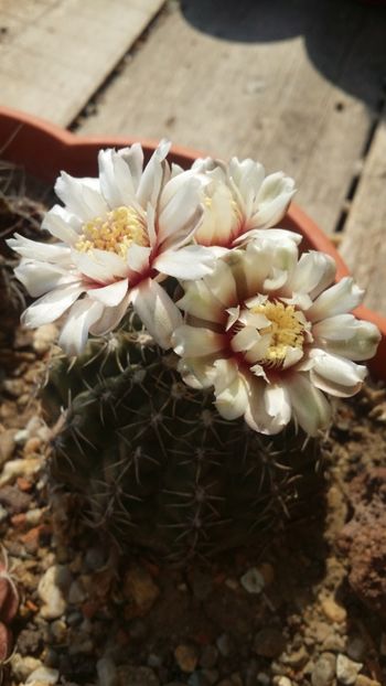  - cactusi 2019