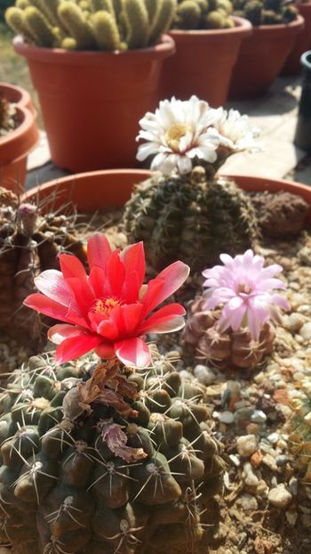  - cactusi 2019