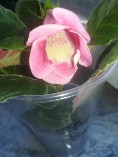 19-32 - gloxinii si minisiningii 2019