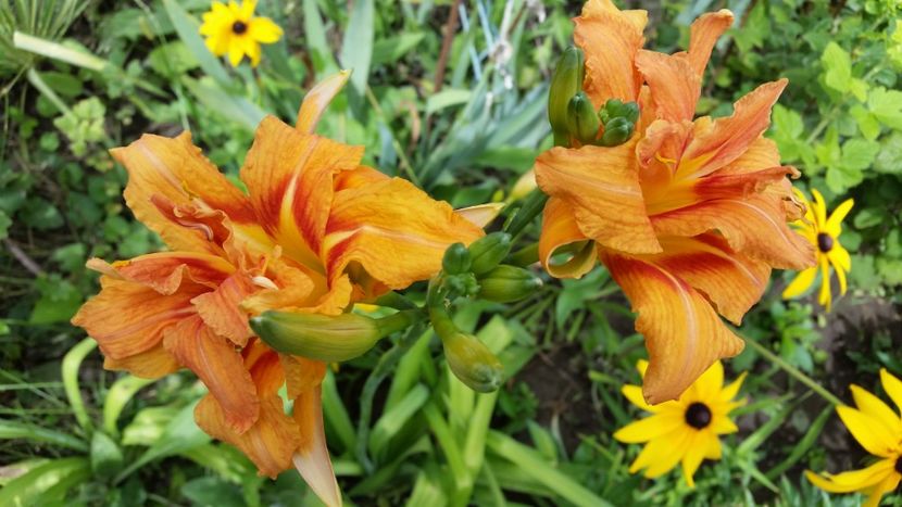 hemerocallis Kwanso-8lei - aaPlante ornamentale disponibile