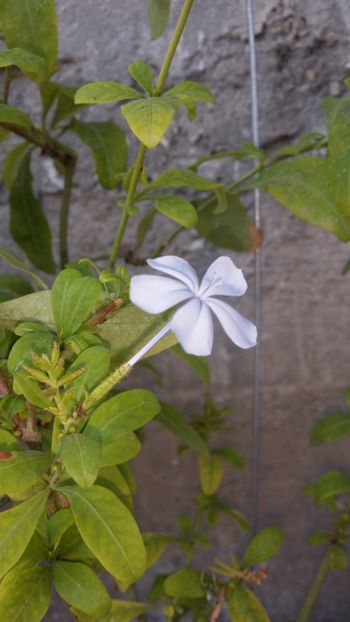  - curtea cu toate cele 2019