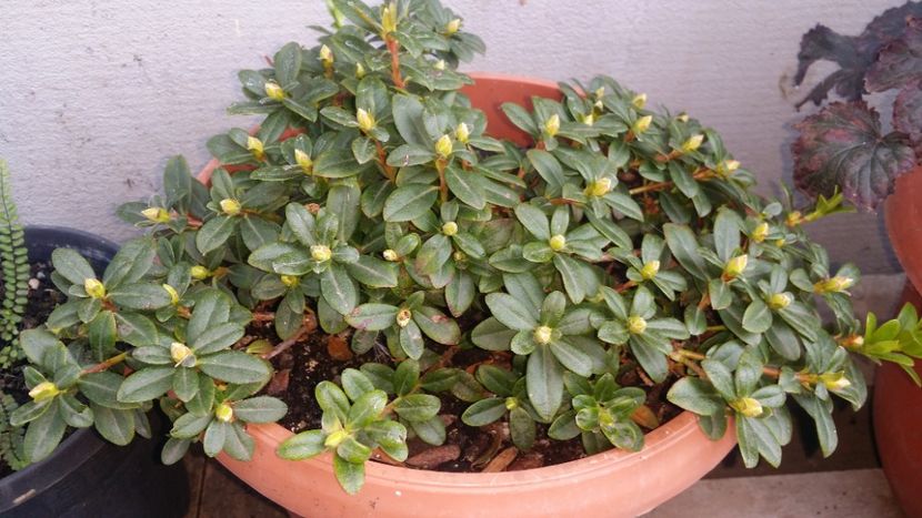 surpriza ....a inflorit in primavara si acum are din nou boboci - curtea cu toate cele 2019