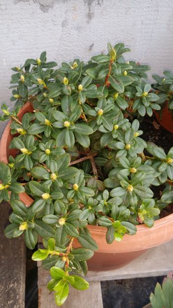  - curtea cu toate cele 2019