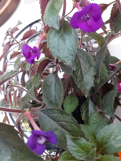  - Violaceea semiplena