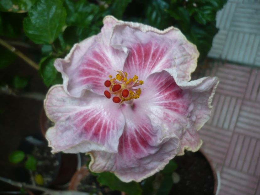 P1420366 - HIBISCUSI 2019-2