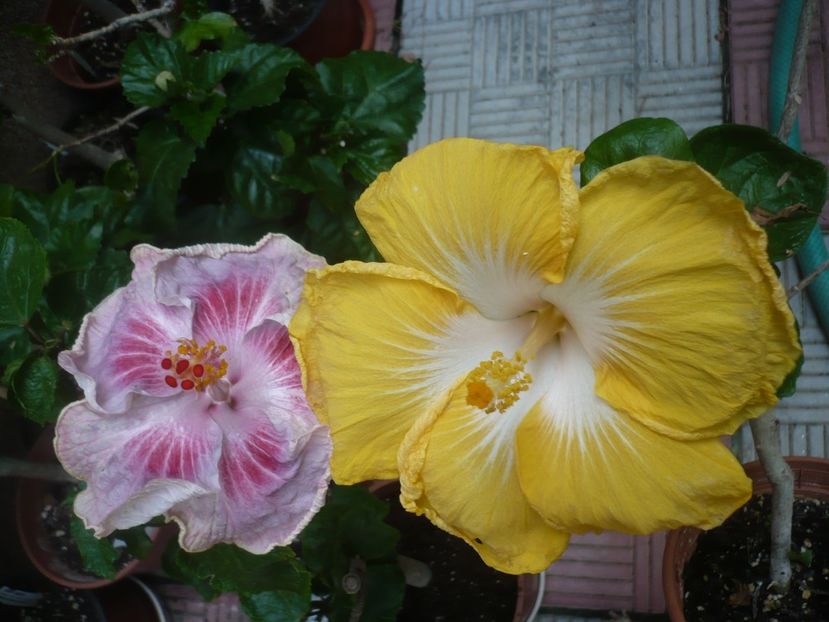 P1420367 - HIBISCUSI 2019-2