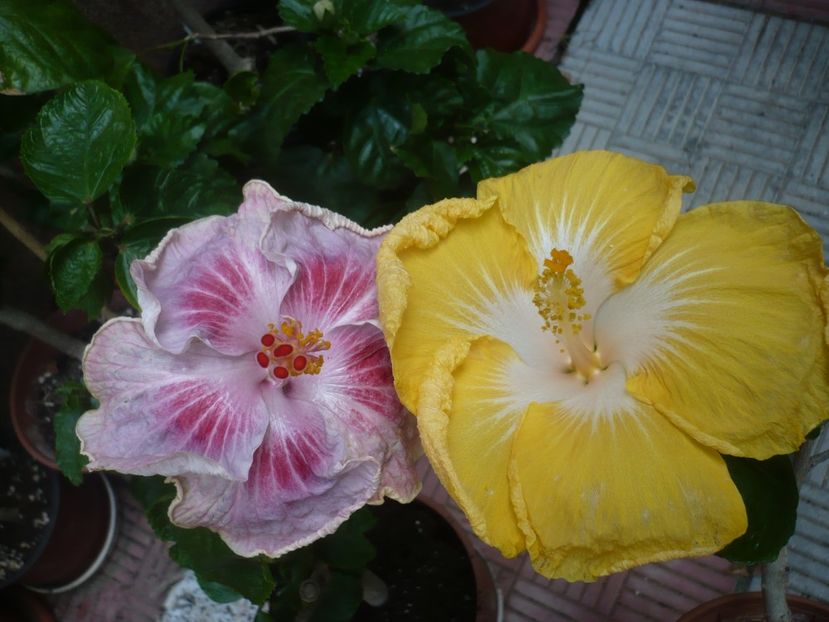 P1420368 - HIBISCUSI 2019-2