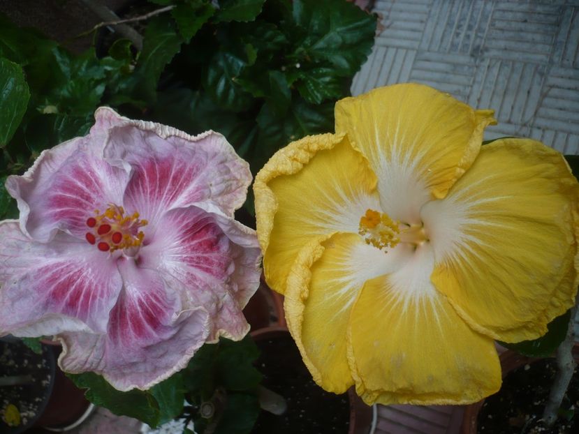 P1420369 - HIBISCUSI 2019-2