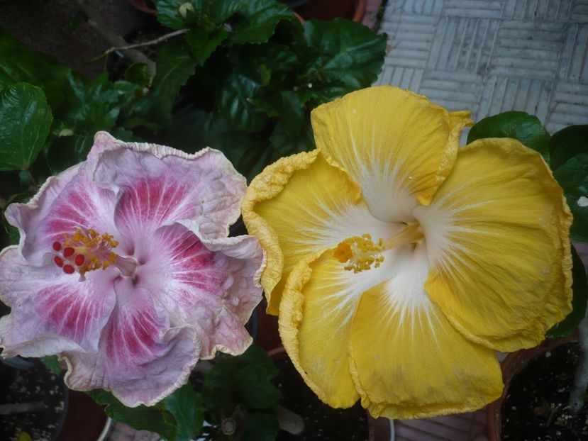 P1420370 - HIBISCUSI 2019-2