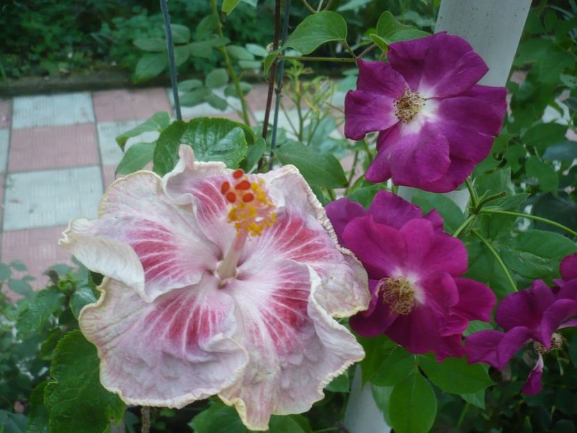 P1420373 - HIBISCUSI 2019-2