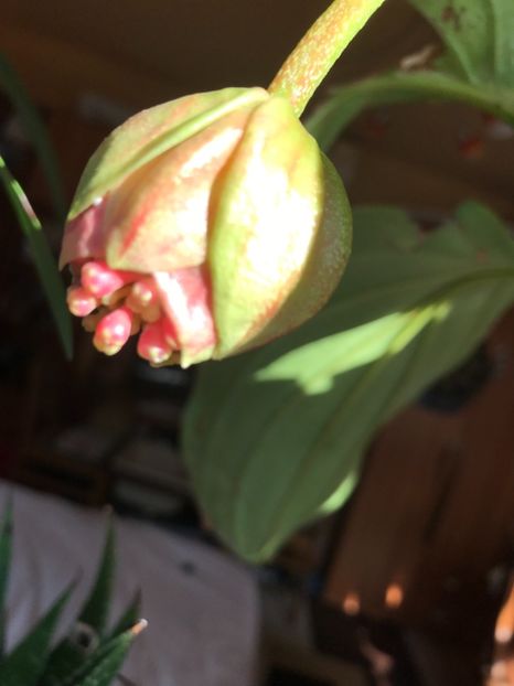 DC276162-C759-4B3D-B1DB-68642D3497BB - Medinilla Magnifica Flamenco