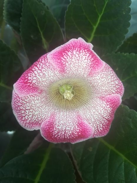 19-34 - gloxinii si minisiningii 2019