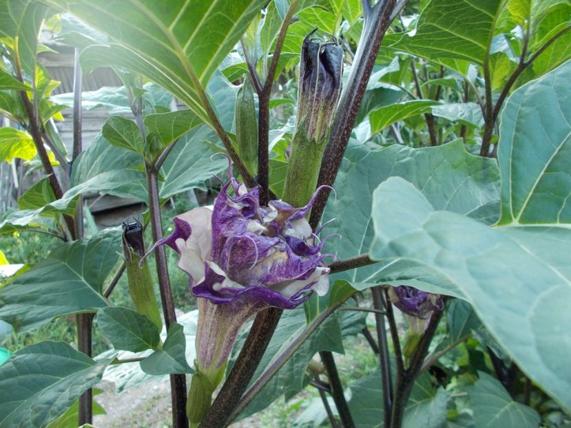  - SEMINTE DATURA - D 33 DATURA DEVILS TRUMPET