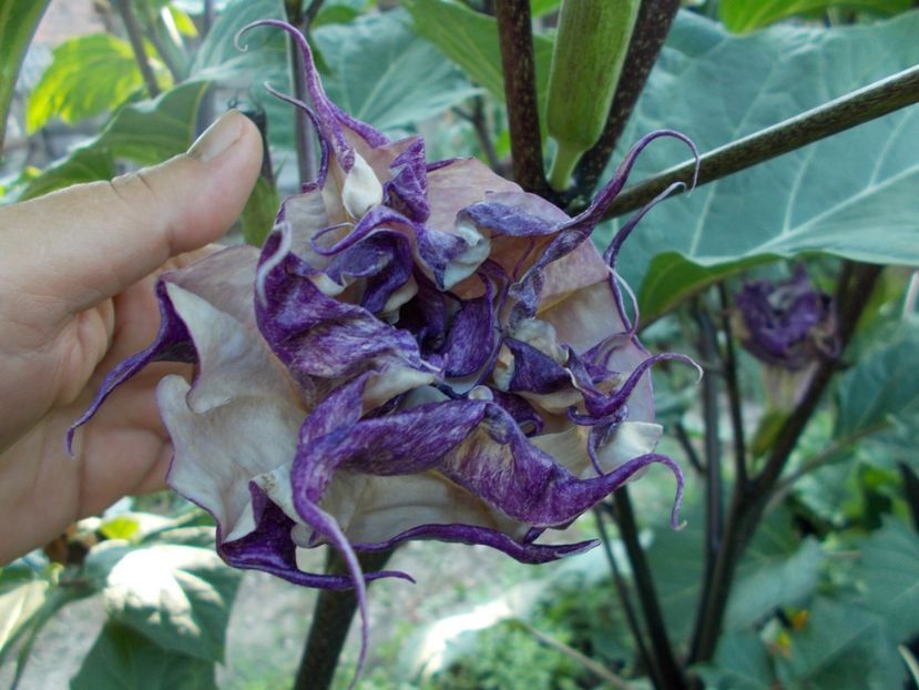  - SEMINTE DATURA - D 33 DATURA DEVILS TRUMPET