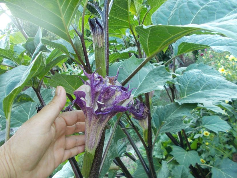  - SEMINTE DATURA - D 33 DATURA DEVILS TRUMPET