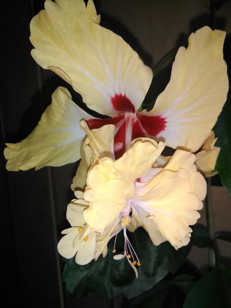  - Hibiscus 2015-2024