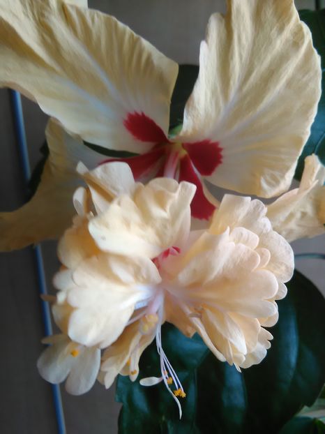  - Hibiscus 2015-2024