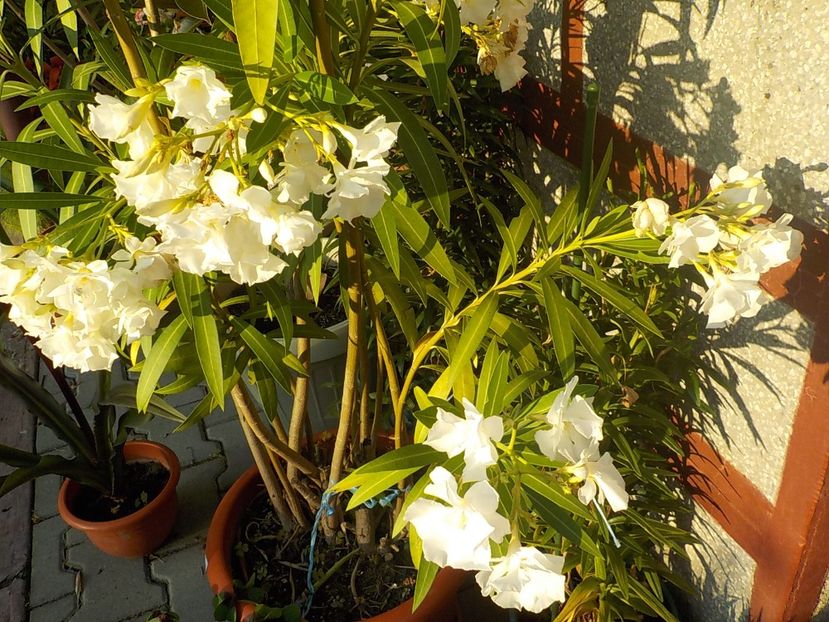  - mont blanc leandru nr 22