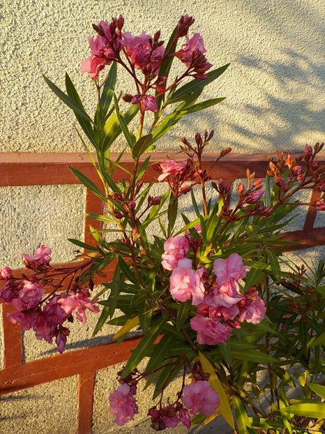  - roseum plenum 21